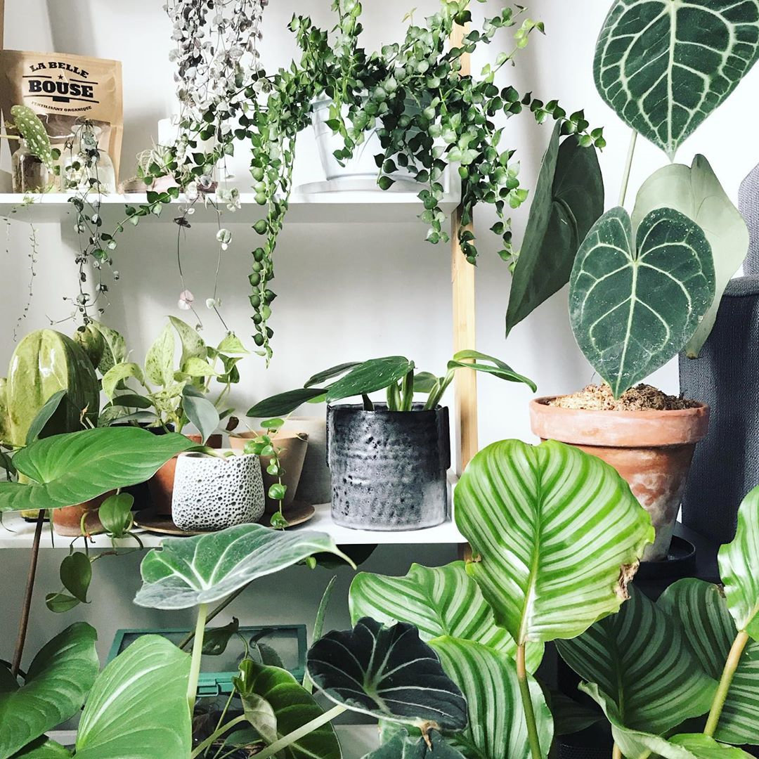 To give you some indoor plants decor inspiration, we have found 60 indoor plants decor and plant shelves ideas. You can decorate your bedroom, kids room, living room, kitchen, and dining room with indoor plants.