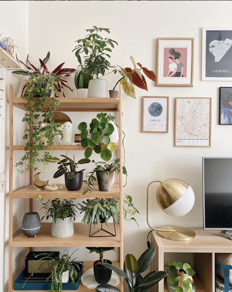 To give you some indoor plants decor inspiration, we have found 60 indoor plants decor and plant shelves ideas. You can decorate your bedroom, kids room, living room, kitchen, and dining room with indoor plants.