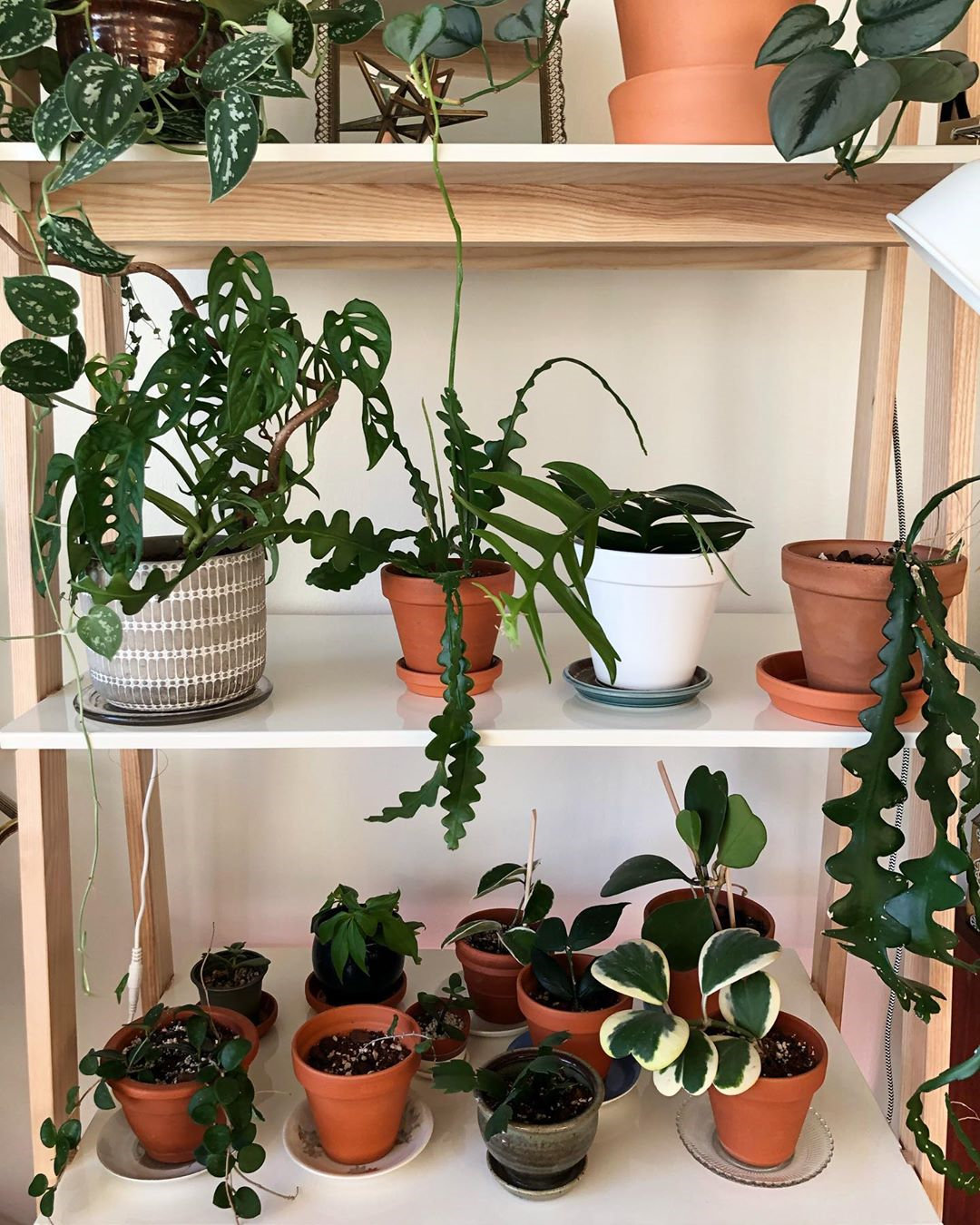 To give you some indoor plants decor inspiration, we have found 60 indoor plants decor and plant shelves ideas. You can decorate your bedroom, kids room, living room, kitchen, and dining room with indoor plants.