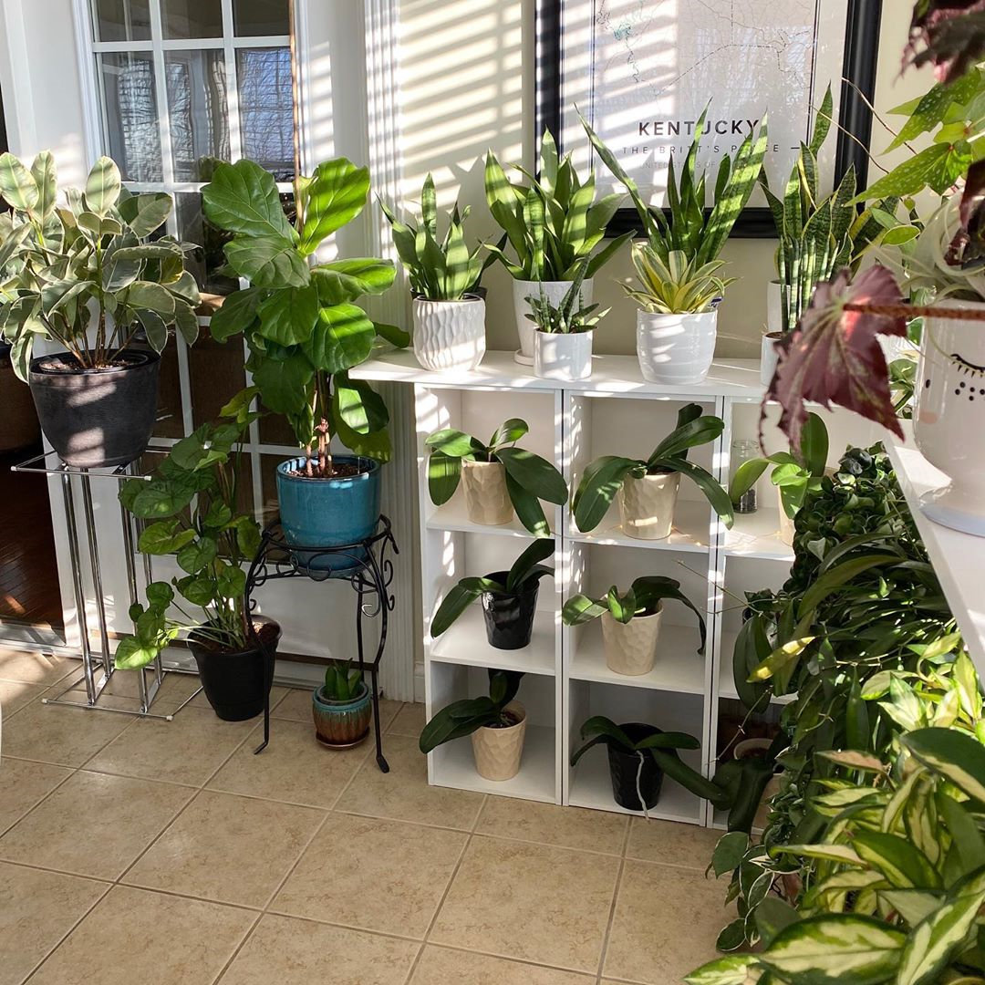 To give you some indoor plants decor inspiration, we have found 60 indoor plants decor and plant shelves ideas. You can decorate your bedroom, kids room, living room, kitchen, and dining room with indoor plants.