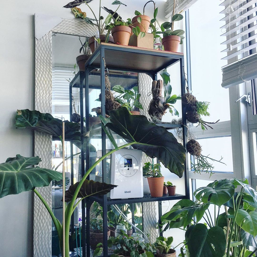 To give you some indoor plants decor inspiration, we have found 60 indoor plants decor and plant shelves ideas. You can decorate your bedroom, kids room, living room, kitchen, and dining room with indoor plants.