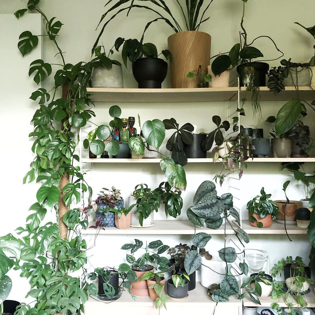 To give you some indoor plants decor inspiration, we have found 60 indoor plants decor and plant shelves ideas. You can decorate your bedroom, kids room, living room, kitchen, and dining room with indoor plants.