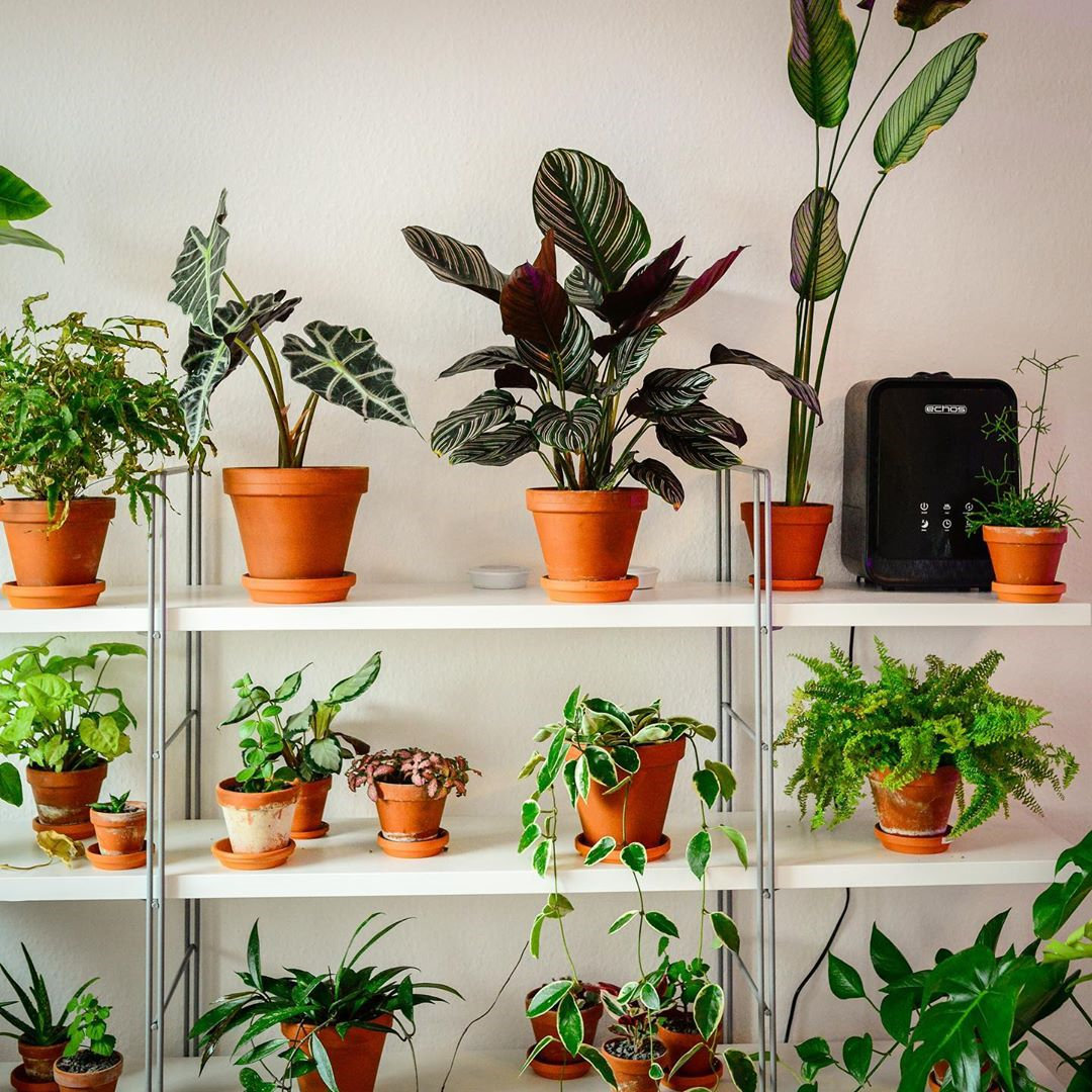 To give you some indoor plants decor inspiration, we have found 60 indoor plants decor and plant shelves ideas. You can decorate your bedroom, kids room, living room, kitchen, and dining room with indoor plants.