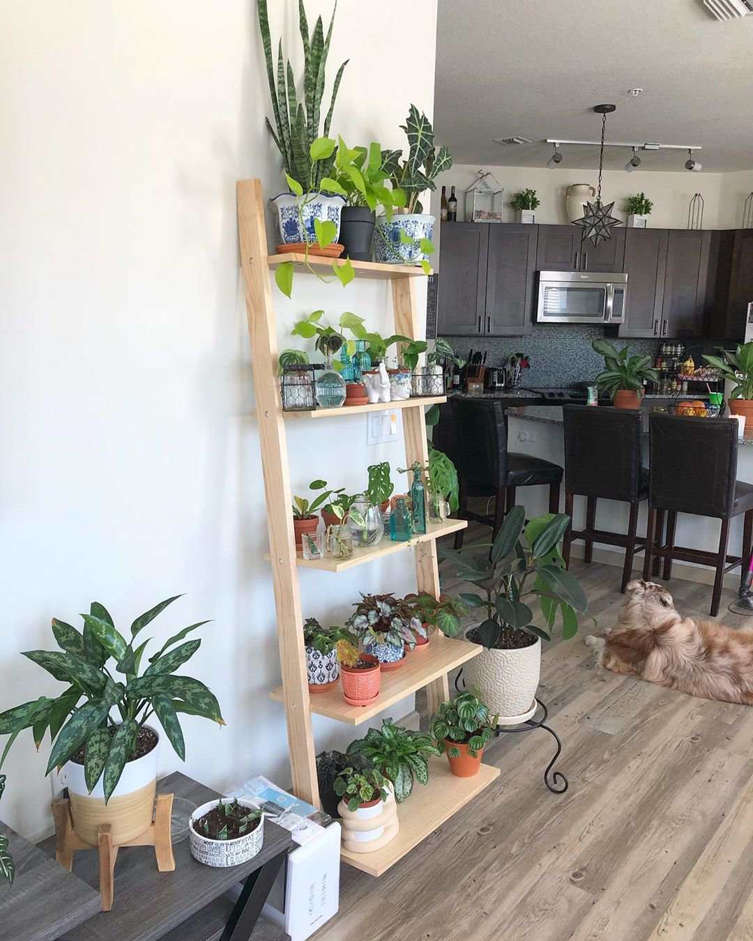 To give you some indoor plants decor inspiration, we have found 60 indoor plants decor and plant shelves ideas. You can decorate your bedroom, kids room, living room, kitchen, and dining room with indoor plants.