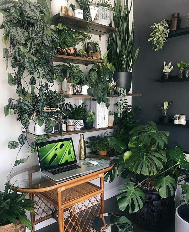 To give you some indoor plants decor inspiration, we have found 60 indoor plants decor and plant shelves ideas. You can decorate your bedroom, kids room, living room, kitchen, and dining room with indoor plants.